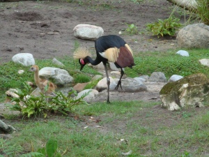 Crested crane with baby